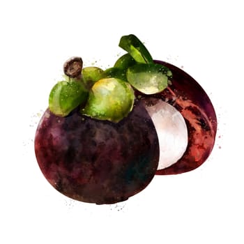 Mangosteen, isolated illustration on a white background