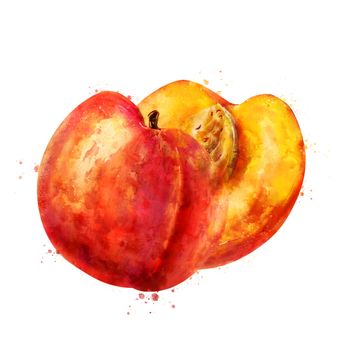 Peach, isolated hand-painted illustration on white background