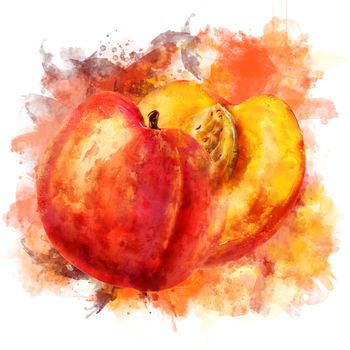 Peach, isolated hand-painted illustration on white background