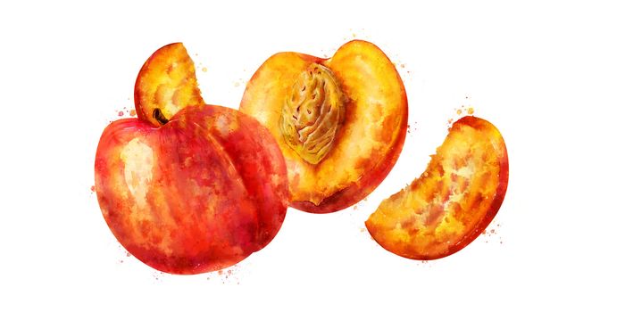 Peach, isolated hand-painted illustration on white background