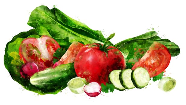 Tomato, cucumber and salad hand-painted illustration on a white background