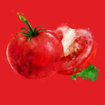 Tomato, hand-painted illustration on ared background