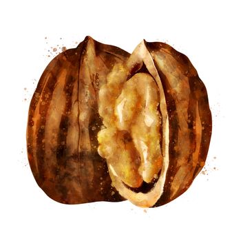 Walnut,, isolated illustration on a white background