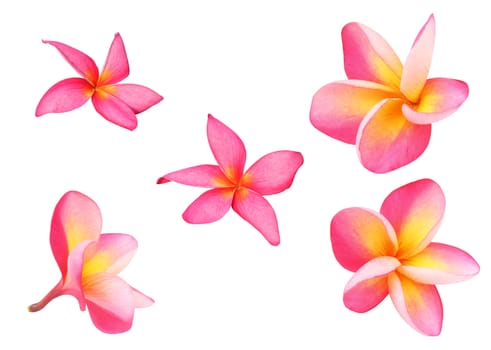 Set of tropical flowers frangipani or pink plumeria flowers isolated on white with clipping path.