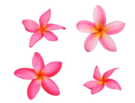 Set of tropical flowers frangipani or pink plumeria flowers isolated on white with clipping path.