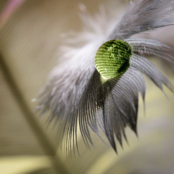 Water drops on a bird feather close-up, macro