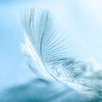 White bird feather on blue background close-up, macro, bokeh