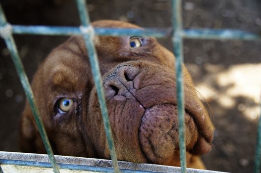 The dog looks sad, looks through the bars of the cage