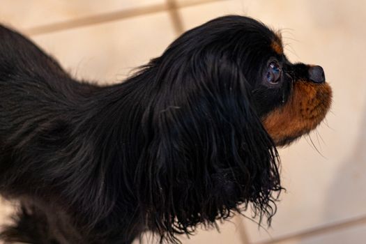 A Cavalier King Charles Spaniel is seen in a profile view showing the side of her face. The dog has the breed's black and tan coloring.