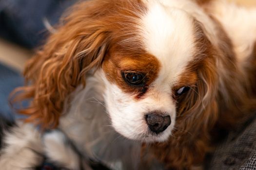 A purebred Cavalier King Charles Spaniel with Blenheim coloring is seen from a high angle. The dog looks to the side, showing the outline of her face.