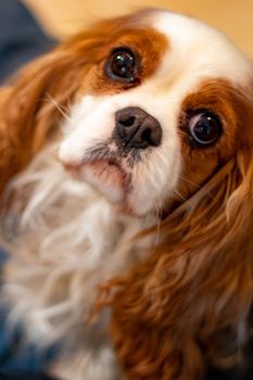 An adult Cavalier King Charles Spaniel with Blenheim coloring looks up inquisitively at the camera from below.