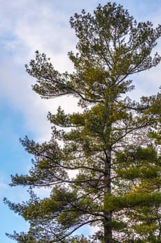 A pine tree stands tall against a partly cloudy blue sky. The evergreen conifer has branches with needles going in every direction.