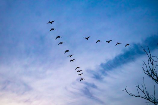 Migrating Canada geese cross a cloudy textured sky as silhouettes as they fly by in their characteristic 'V' or 'wedge' formation.
