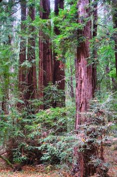 Giant Redwood Trees in Muir Woods