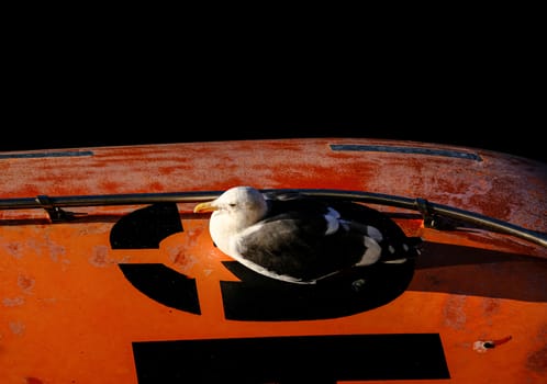 Seagull Nesting on LIfeboat in Morning Sun