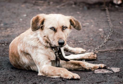 mongrel dog on a chain in a farm close up