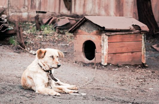 mongrel dog on a chain near a wooden doghouse on a farm old style photo