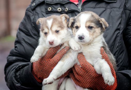 two little puppies in human hands close up