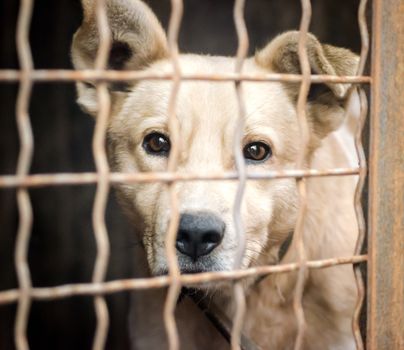 purebred puppy muzzle behind bars in a shelter close up