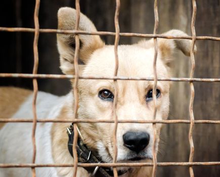 purebred puppy muzzle behind bars in a shelter close up