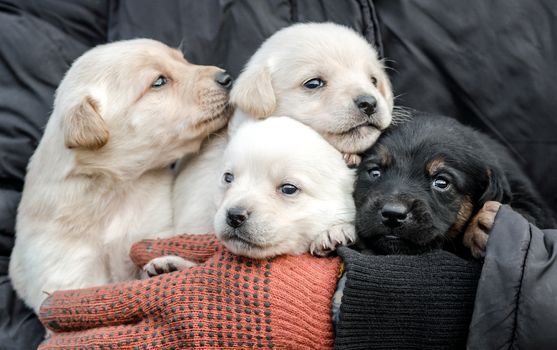 bunch of four little puppies in human hands close up
