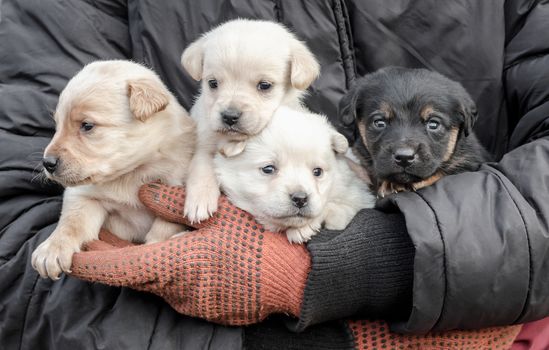 bunch of four little puppies in human hands close up