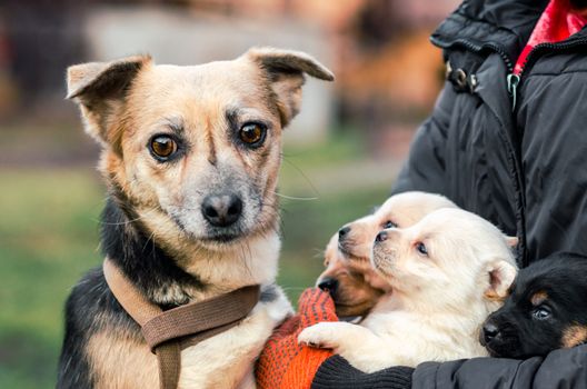 adult dog and puppies in the hands of a man close up
