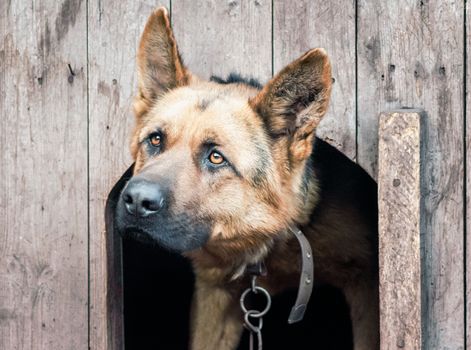 portrait of a german shepherd on a chain in a wooden doghouse close up