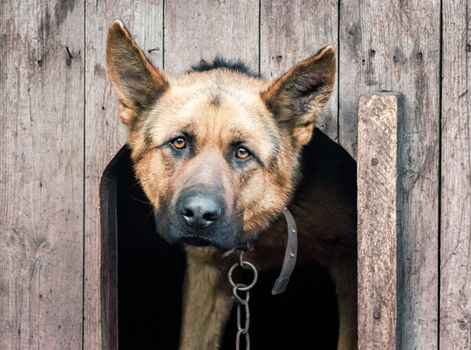 portrait of a german shepherd on a chain in a wooden doghouse close up