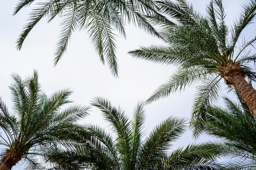 bottom view of palm branches and blue sky tropical background