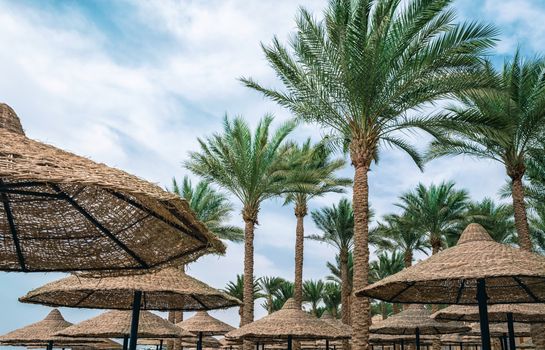 tall palm trees and wicker beach umbrellas in egypt tropical background without people
