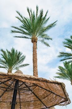 tall palm trees and wicker beach umbrellas in egypt tropical background without people