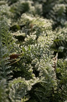 Fern green leaves covered with hoar frost in winter. Frosen winter fern leaves.