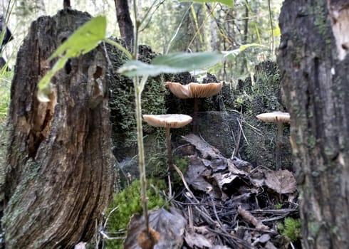 several young mushrooms grow near the roots of the tree