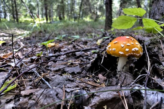 red mushroom with the Latin name Amanita muscaria grew up in the forest under a tree