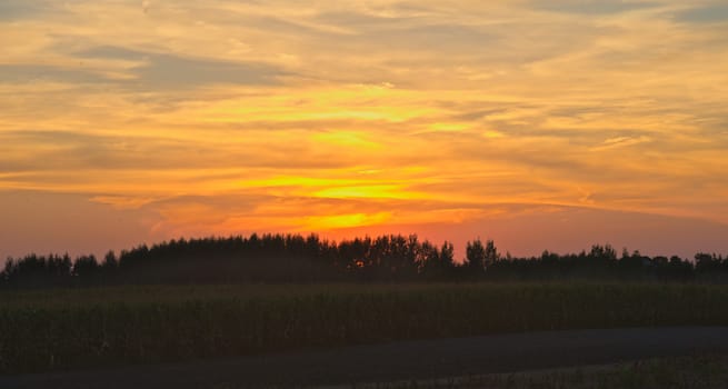 Colorful sunset over corn field, summer landscape