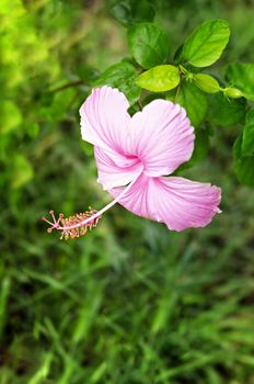 Pink hibiscus rosa-sinensis flower with green leaves in garden