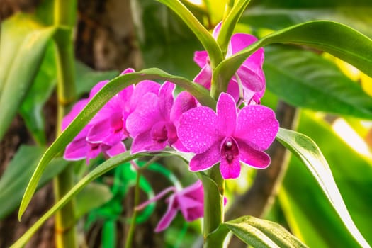 close up purple orchid flower in green garden