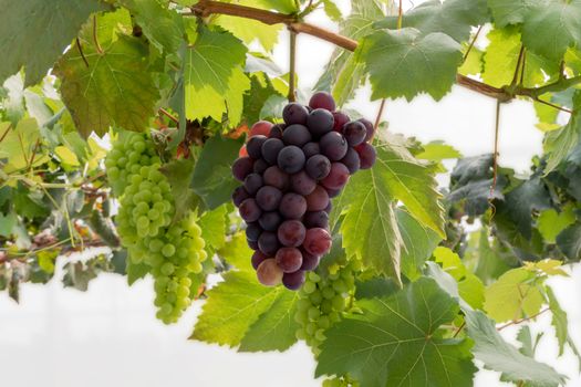 Bunches of Fresh Grapes Hanging from the vineyard