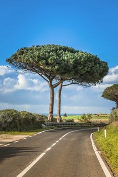 big pine trees at the road in sardinia on the italian island