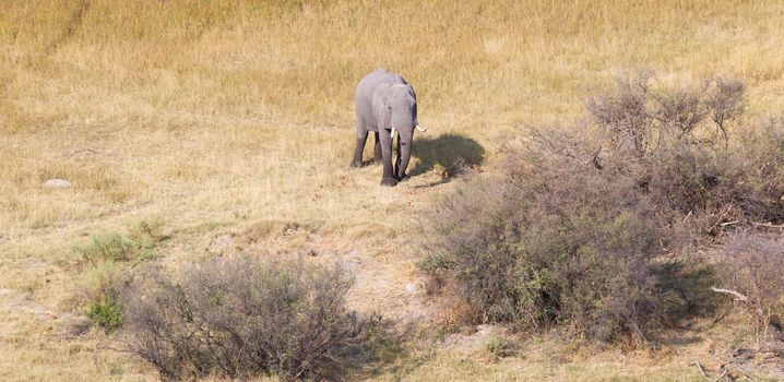 Elephant in the Okavango delta (Botswana), aerial shot