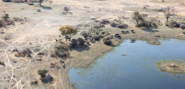 Elephants and giraffes in the Okavango delta (Botswana), aerial shot