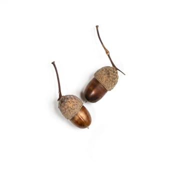 some acorns on a white table