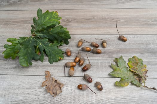 some acorns on a wooden table