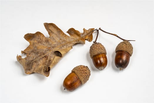 some acorns on a white table