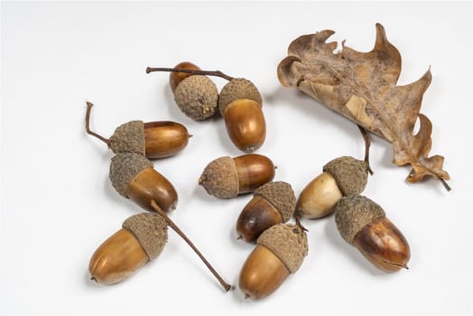 some acorns on a white table