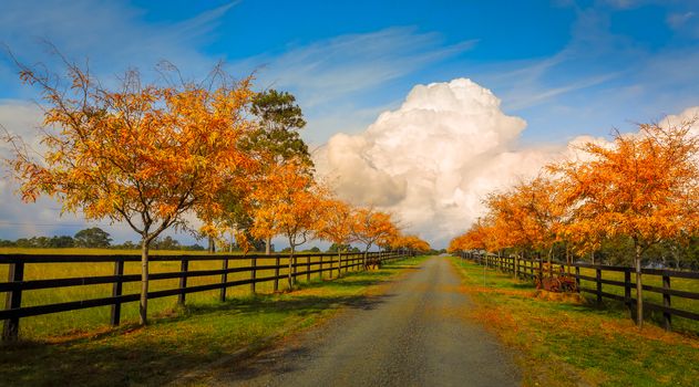 Tree lined road in autumnal colours or rustic orange and yellows with a backdrop of luminous apocalyptic clouds and blue sky
