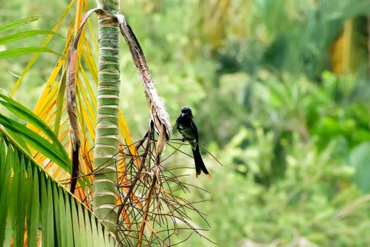 Black drongo (Dicrurus Dicruridae macrocercus), a Asian passerine bird with glossy black plumage beak and fork to tail sit on tree branch forest perching hovering. Kumarakom Bird Sanctuary, Kerala India South Asia Pac
