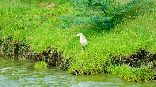 Ardea alba - Ardeidae family Great white Big Egret heron with a long neck legs and yellow beak water bird spotted fishing in freshwater coastal area. Kaundinya Bird Sanctuary, Andhra Pradesh, India