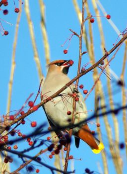 Bird pecks berries from a Bush. A Whistler bird with a tuft on its head. A bird on a tree branch feeds on Rowan in winter. Wildlife and wildlife.
